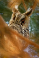 Kalous usaty - Asio otus - Long-eared Owl o5159